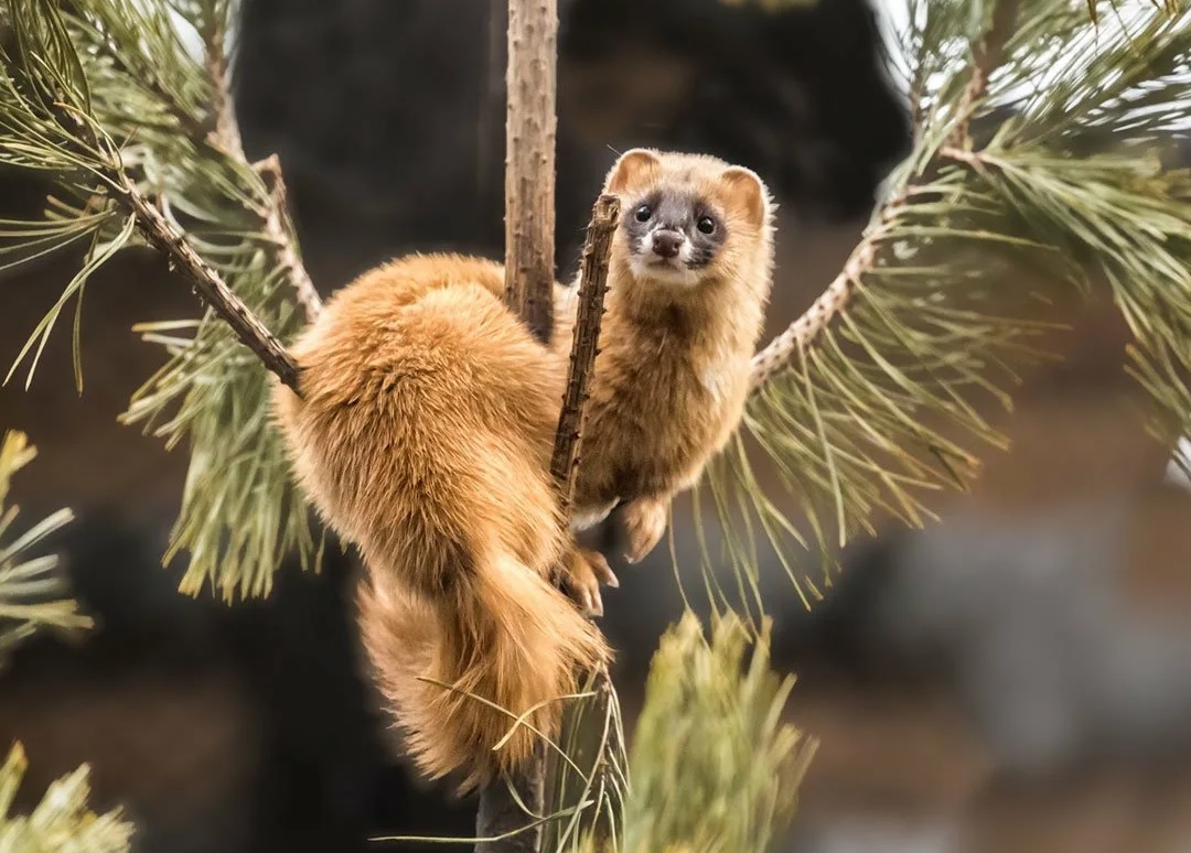 Their fur is. Сибирский колонок Mustela sibirica. Колонок – Mustela sibirica (Pallas, 1773). Колонок – Mustela sibirica Pallas. Итатси японский колонок.