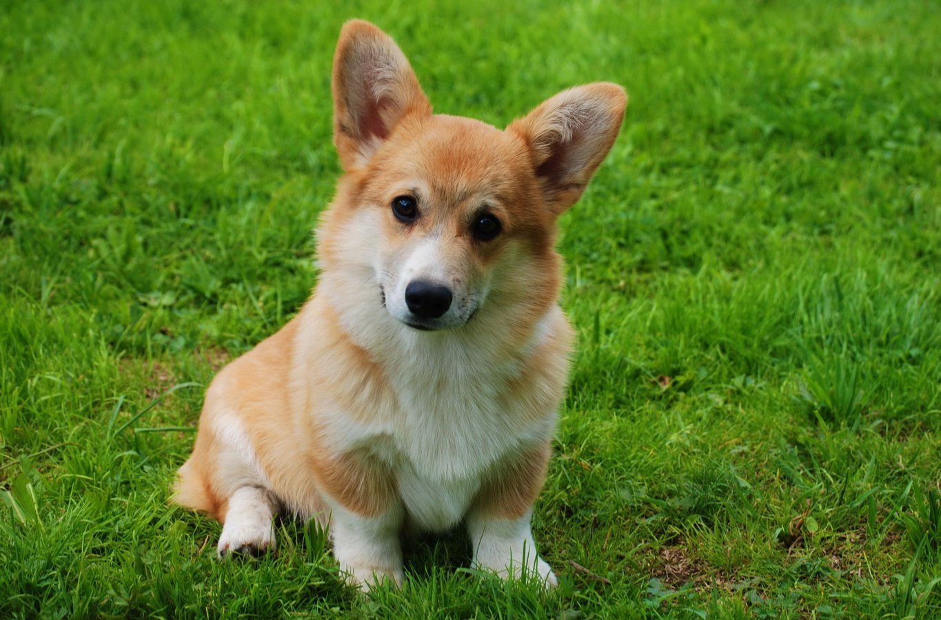 Corgi