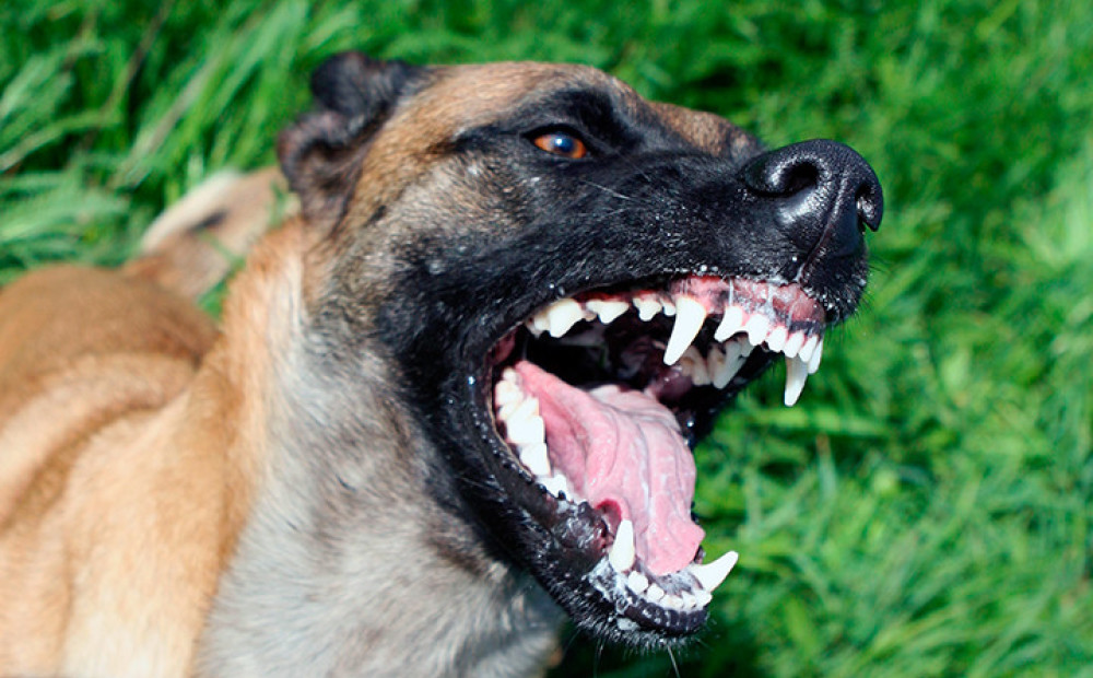 Dogs’ Mouth can Exert an Average Of 320 lbs of Pressure