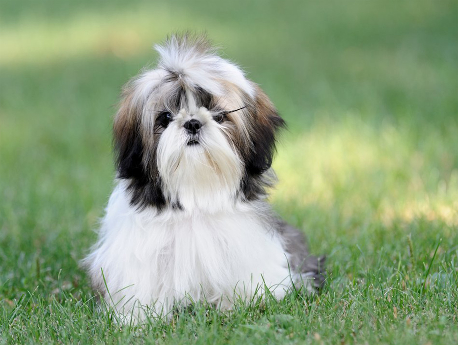 Shih Tzu