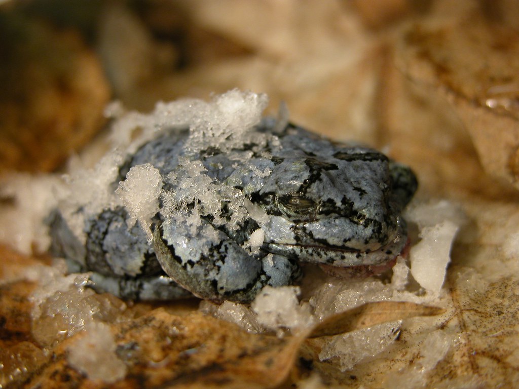 Wood frogs can freeze their own blood