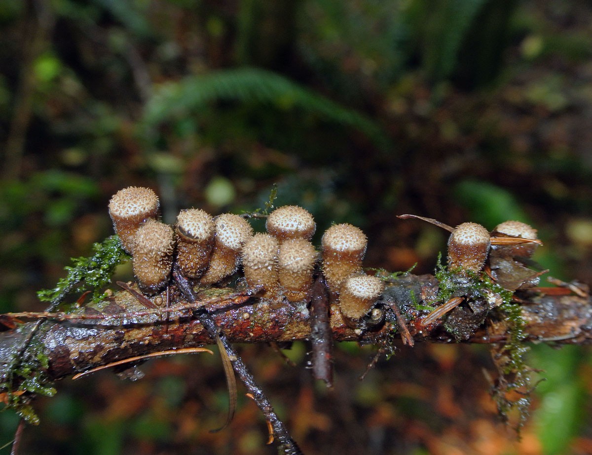 Bird’s Nest Fungi (Nidulariaceae)