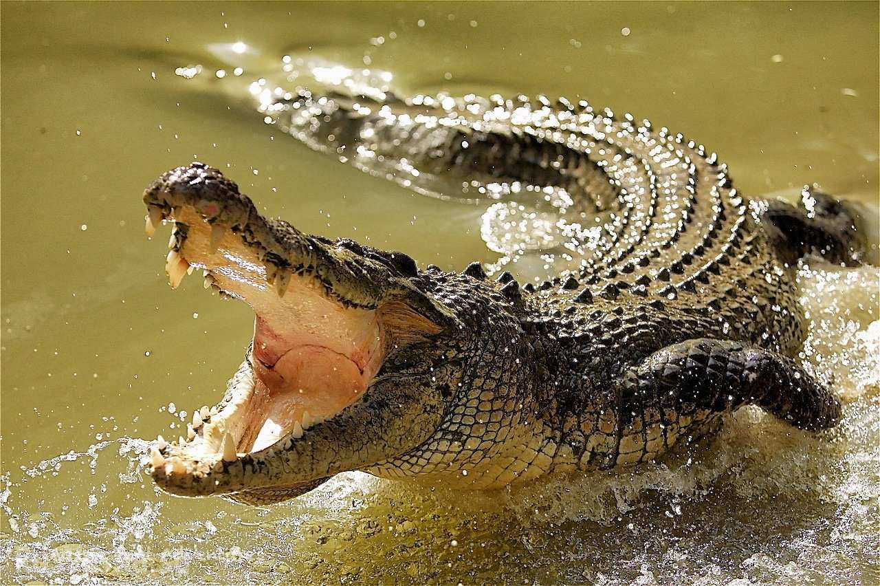 Crocodiles
