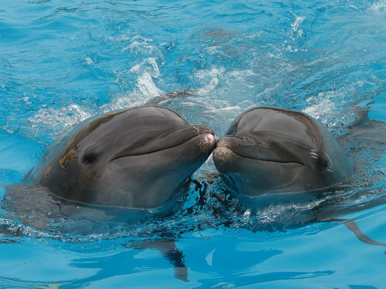 Dolphins can be very aggressive sexual-wise