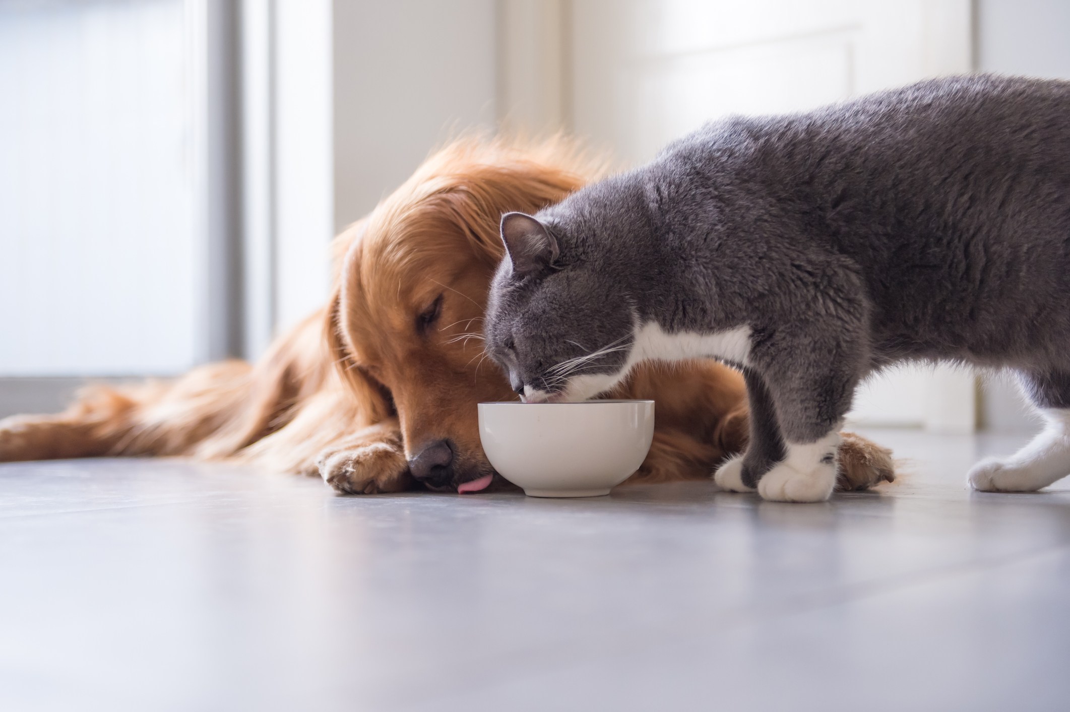 Dogs & Cats are Slurping the Water in a Similar Way