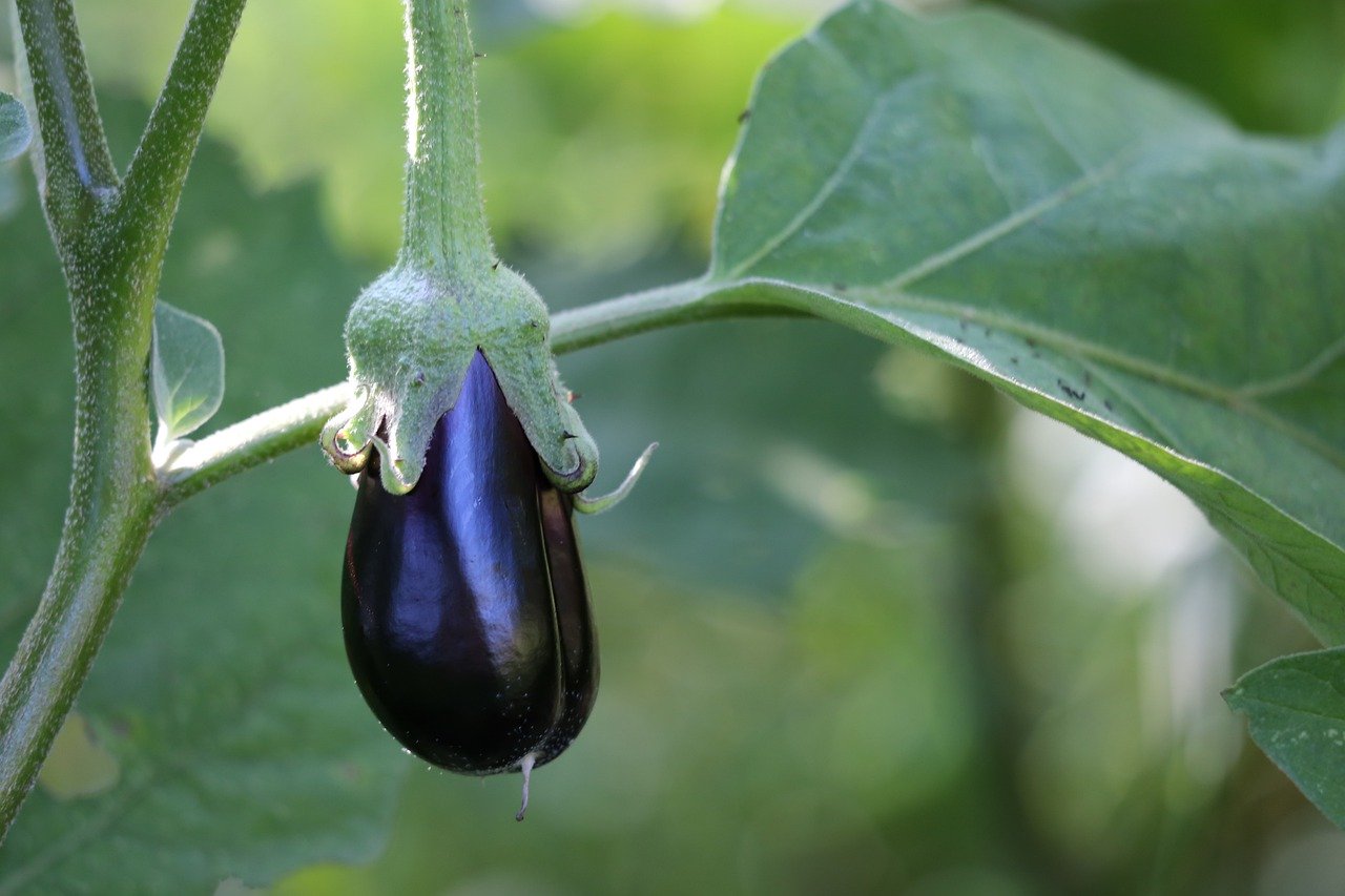Eggplant