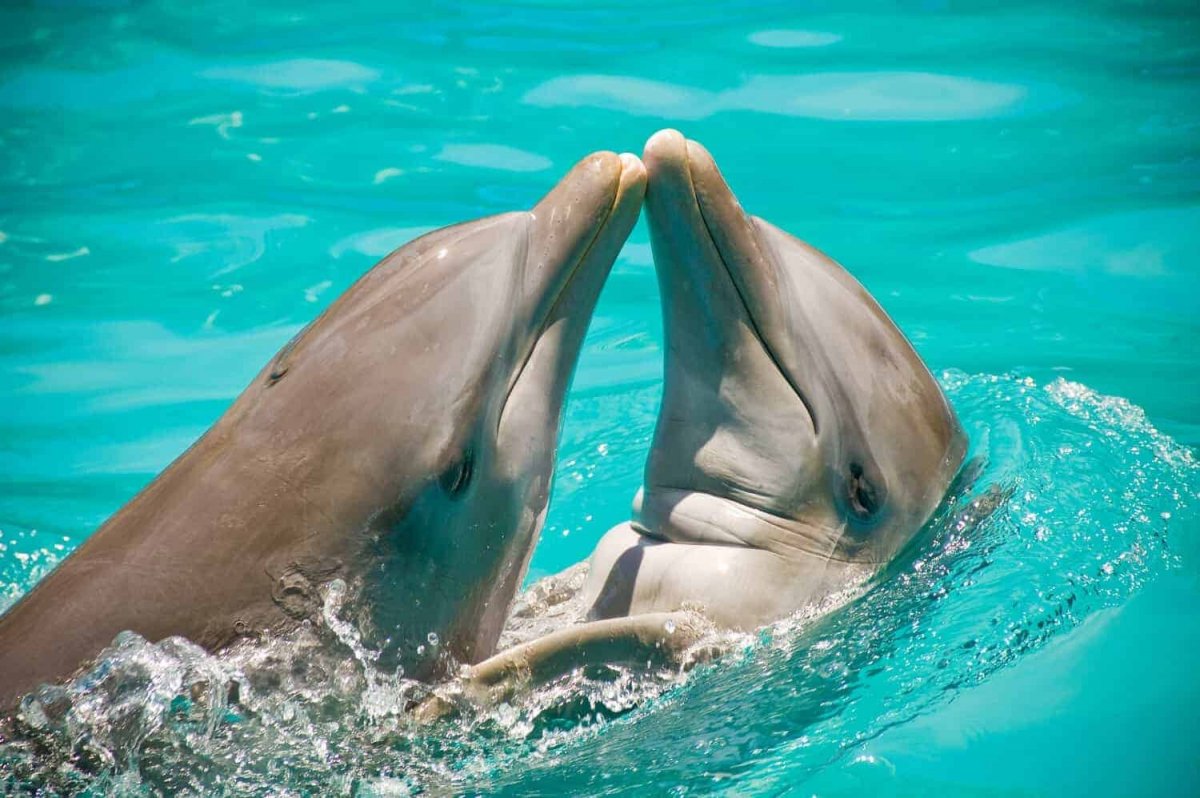 Dolphins can get sexually frustrated and if this happens they go wild