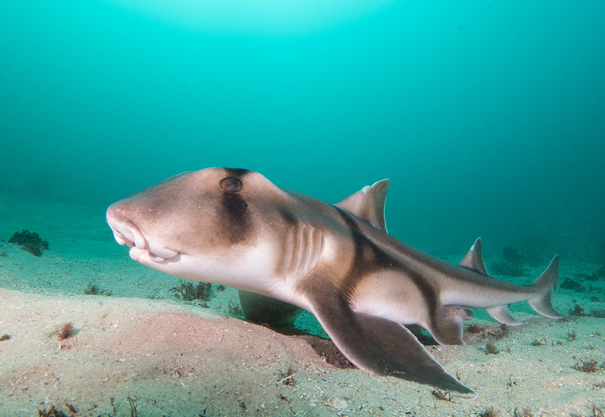 Pygmy Shark