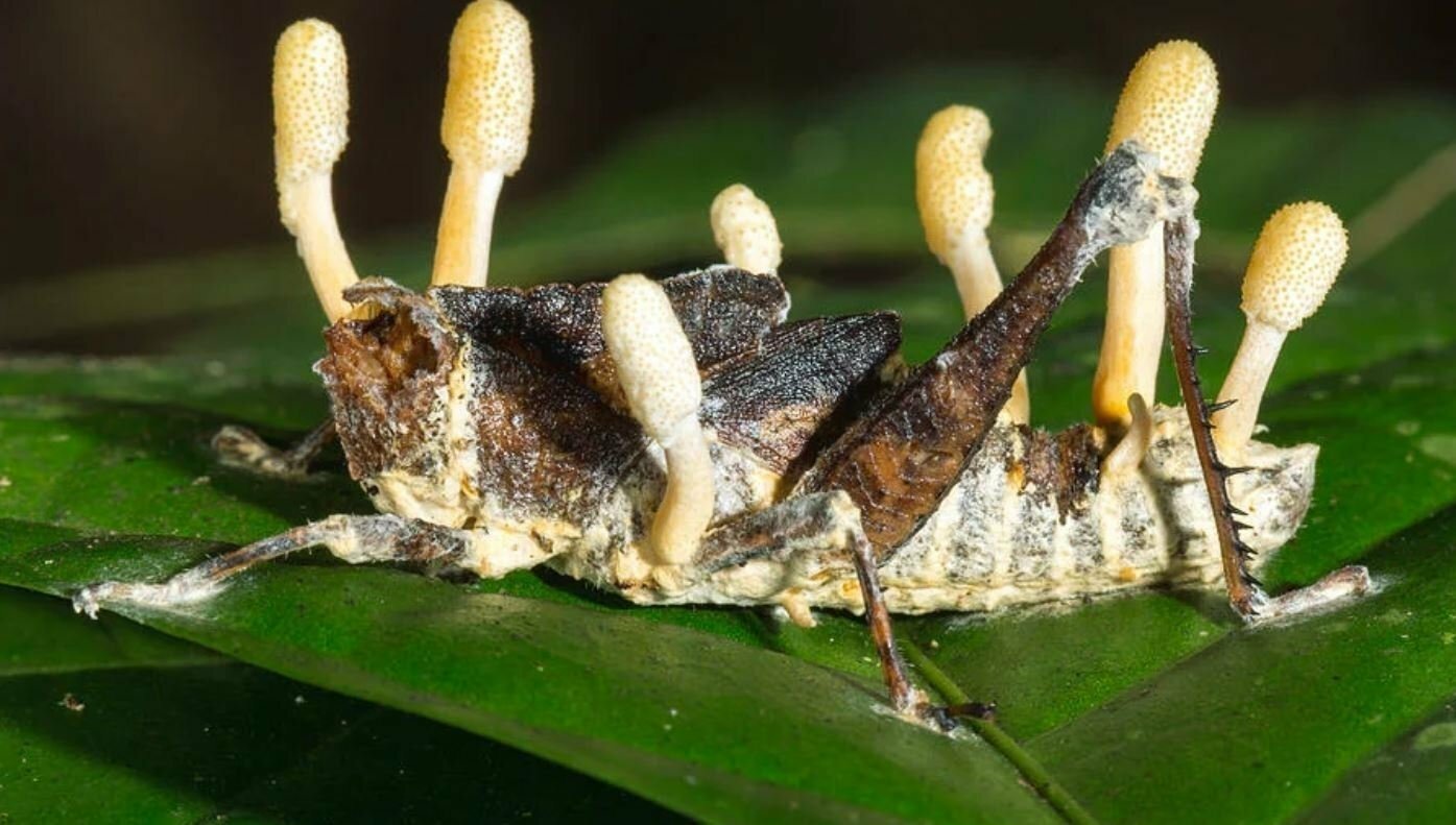 Cordyceps Mushrooms (Cordyceps)