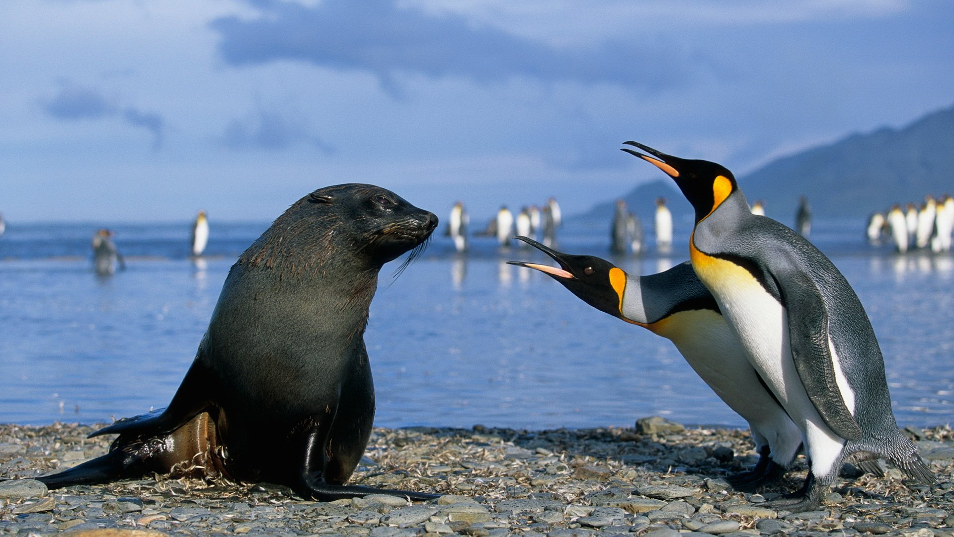 Countless Animal Species Would Go Extinct