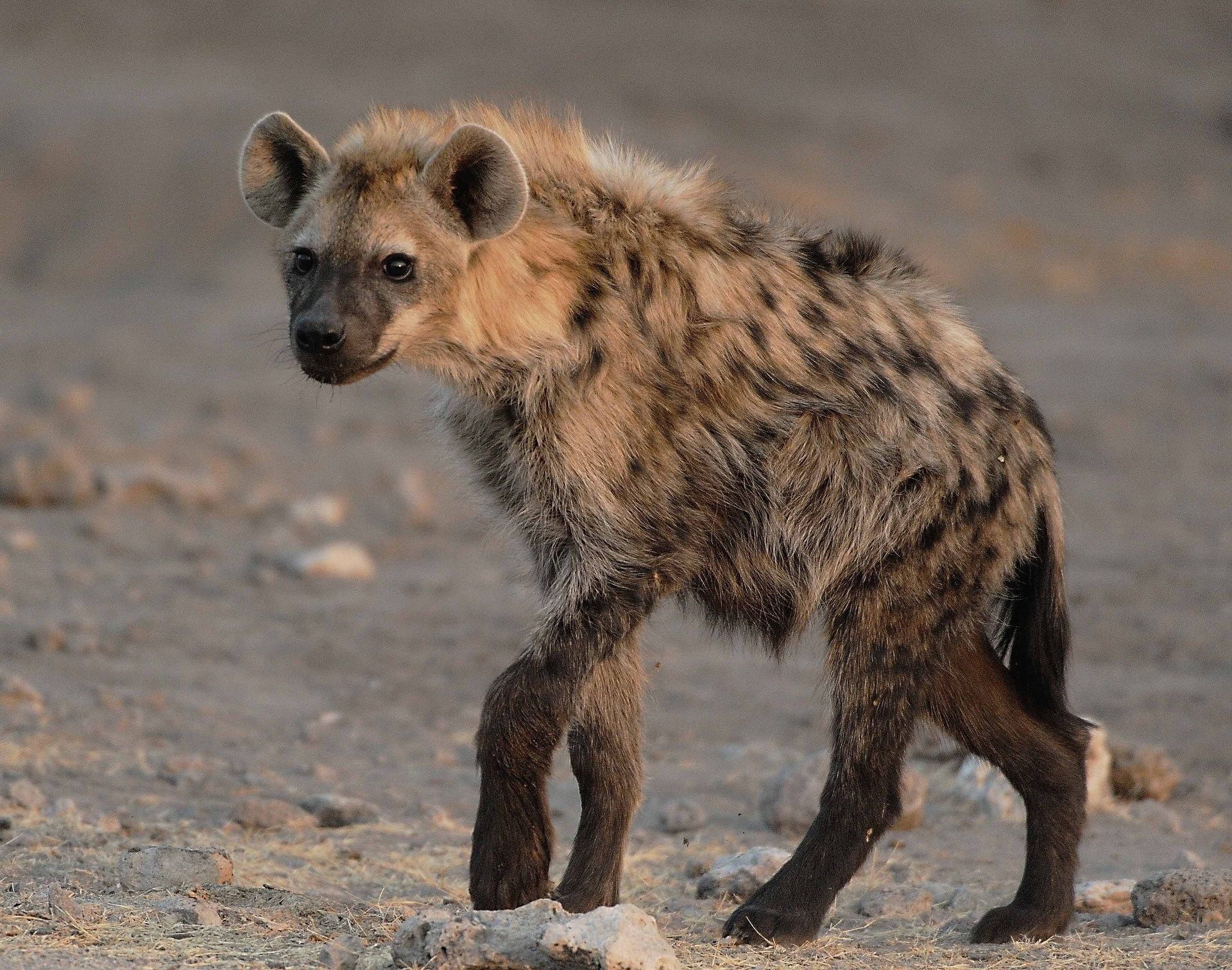 Hyenas