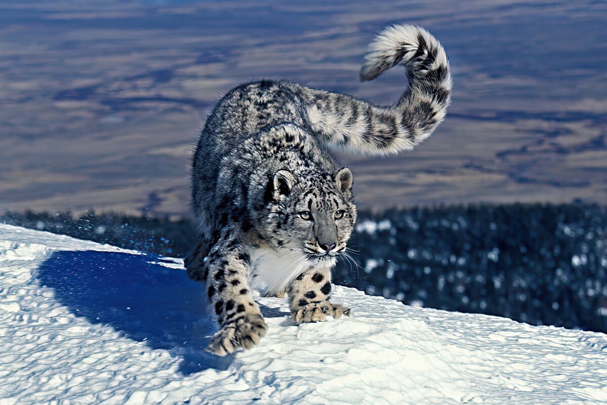Snow Leopard