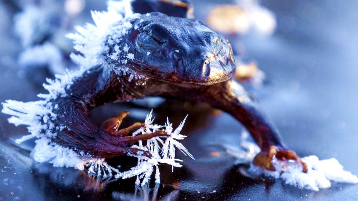 Wood frogs can freeze their own blood