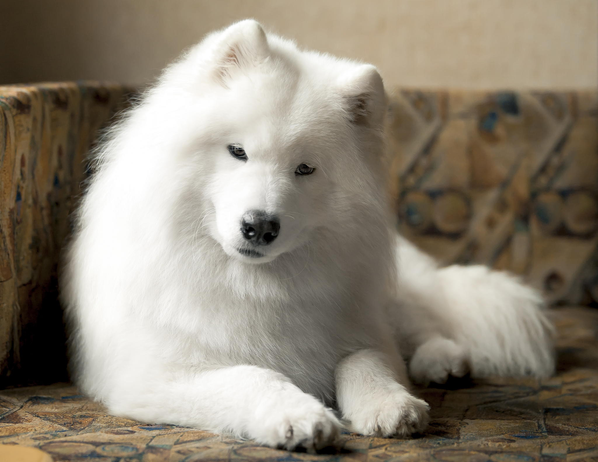 Samoyed