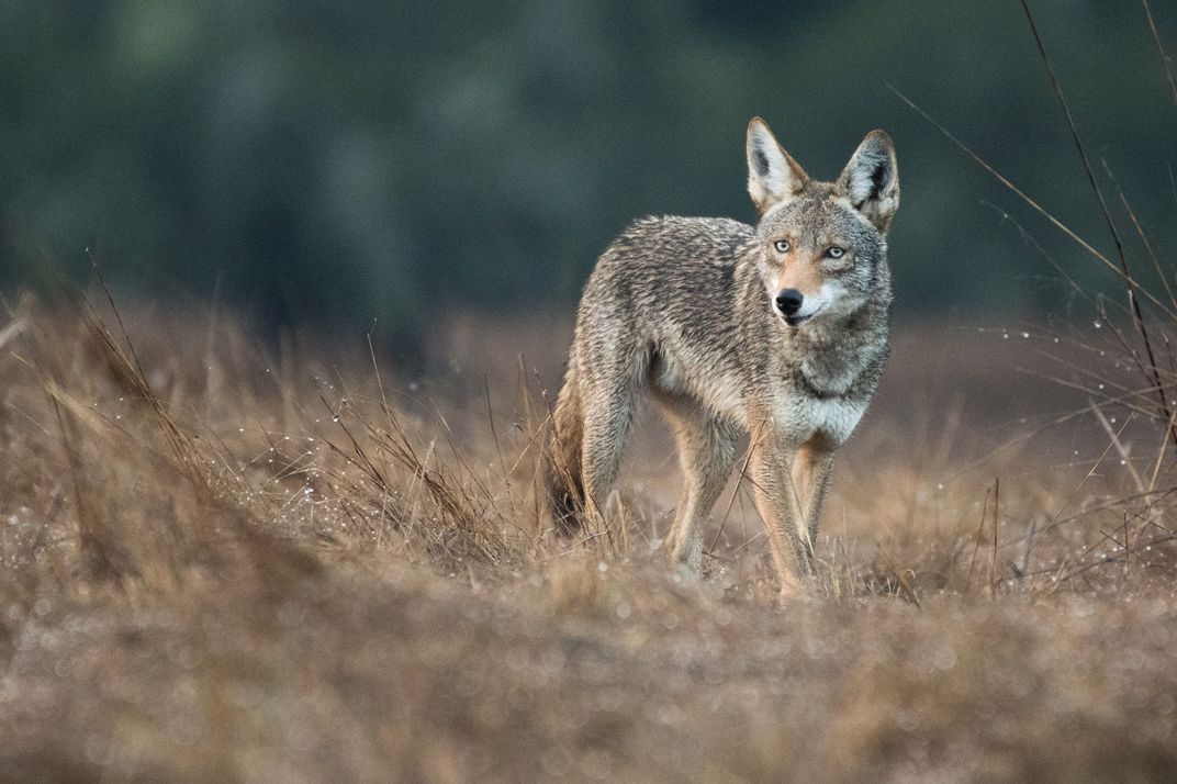 A Blue-Eyed Coyote