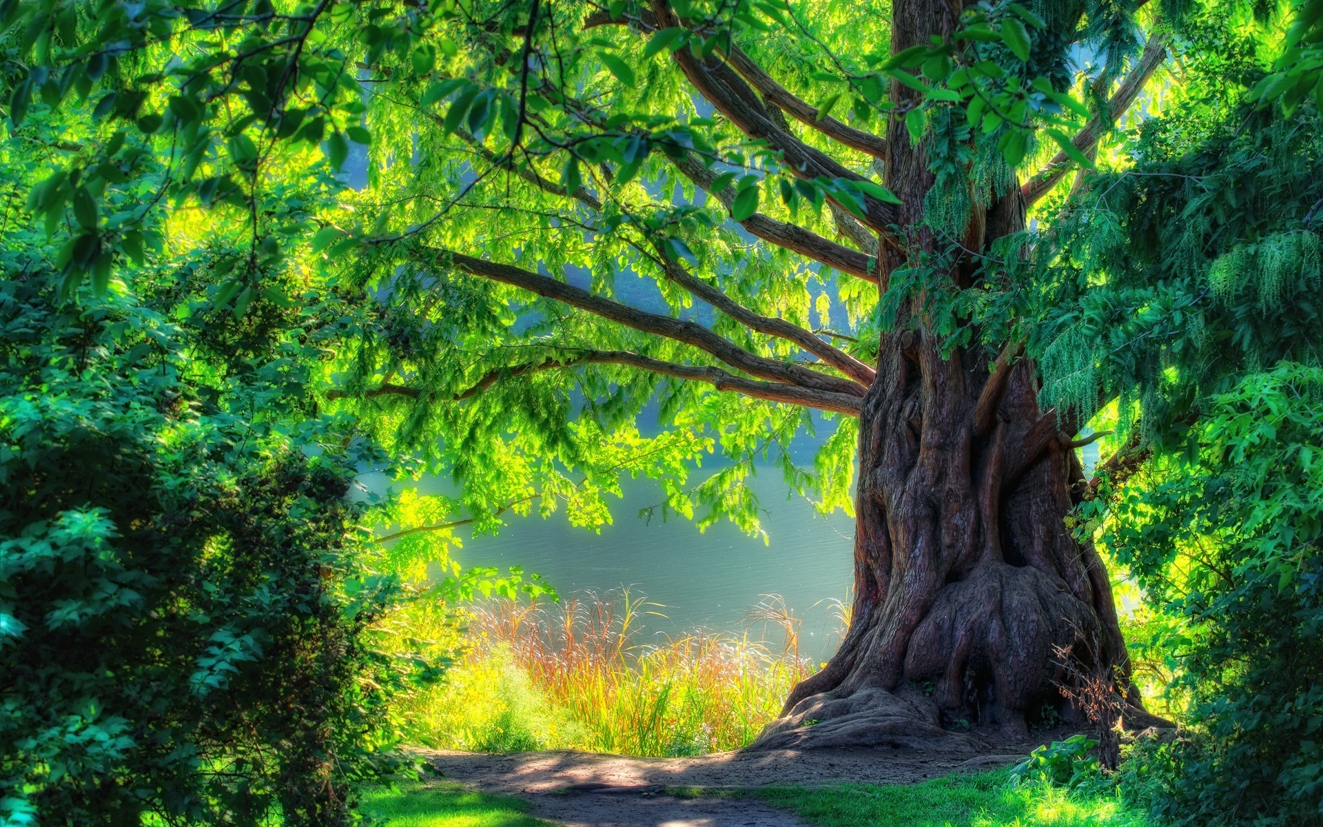 A Tree On Top Of A Tree