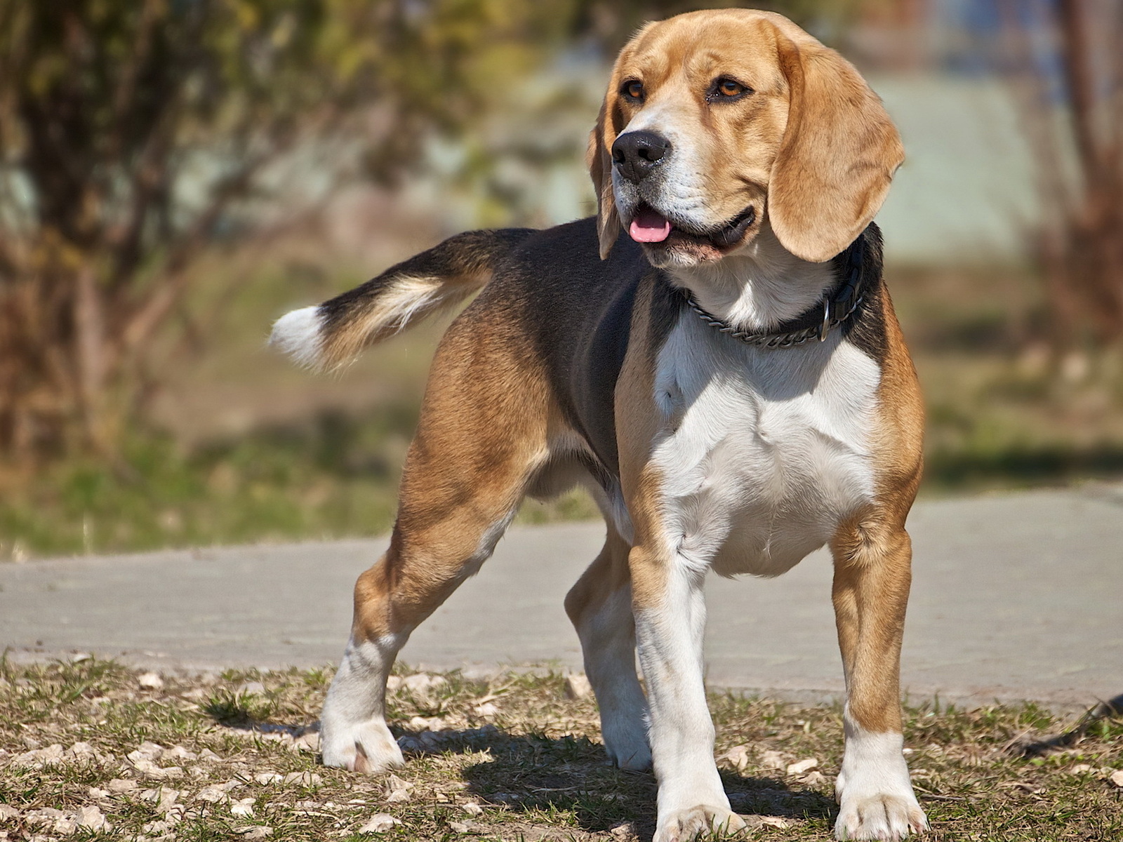 Compared to Humans, Dogs can Hear 4 Times Better
