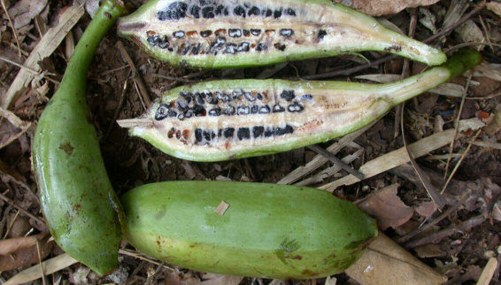 Bananas