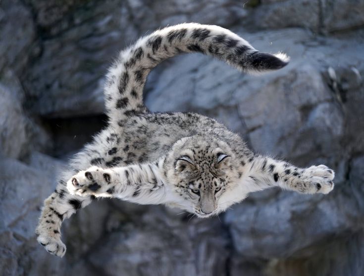 Snow Leopard