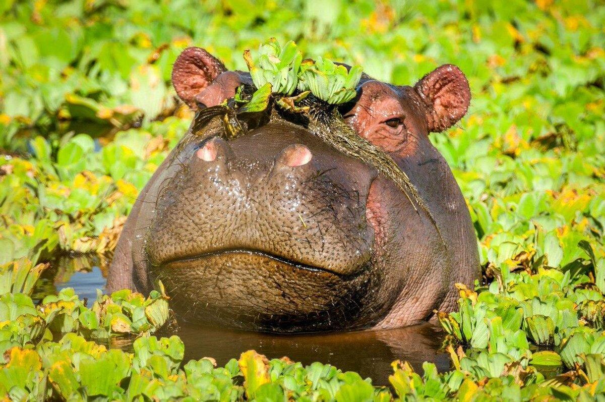 Hippopotamus