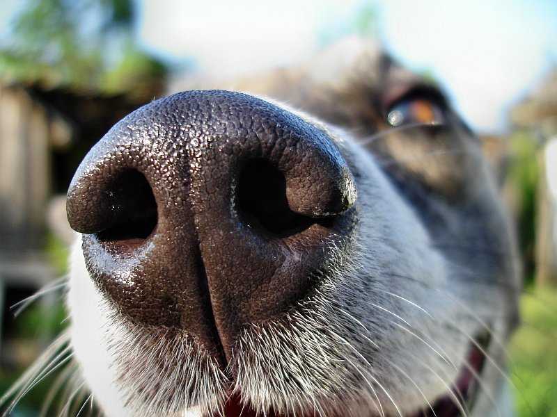 Compared to Humans, Dogs’ Smelling Sensation is 1000 – 10M Times Better