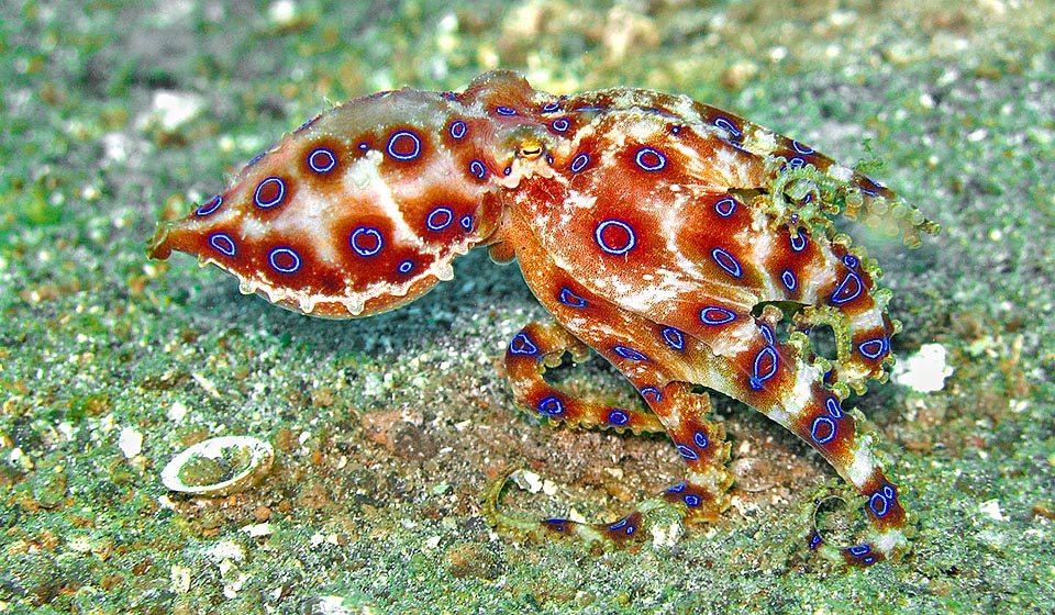 Blue-Ringed Octopus