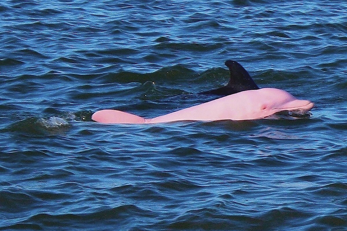 The Pink Bottlenose Dolphin