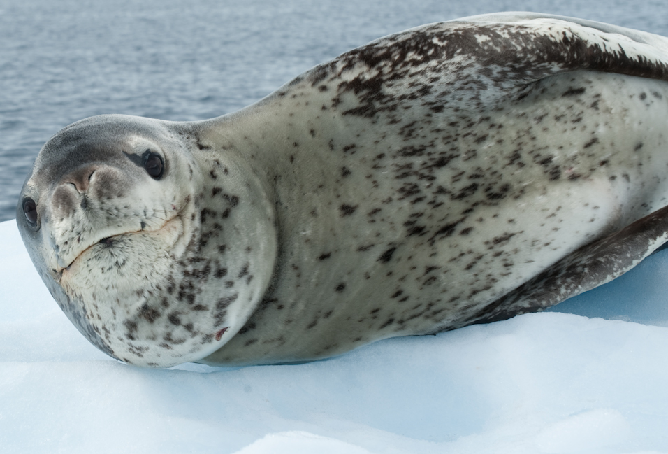 Leopard Seal