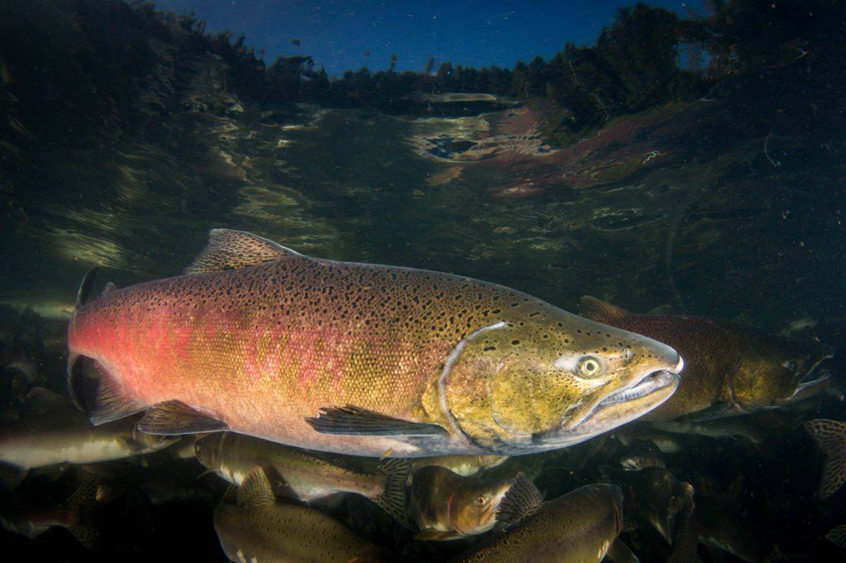 Salmon can sense the Earth’s magnetic field to guide them