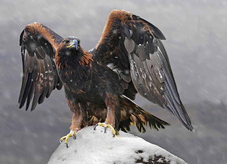 Golden Eagle