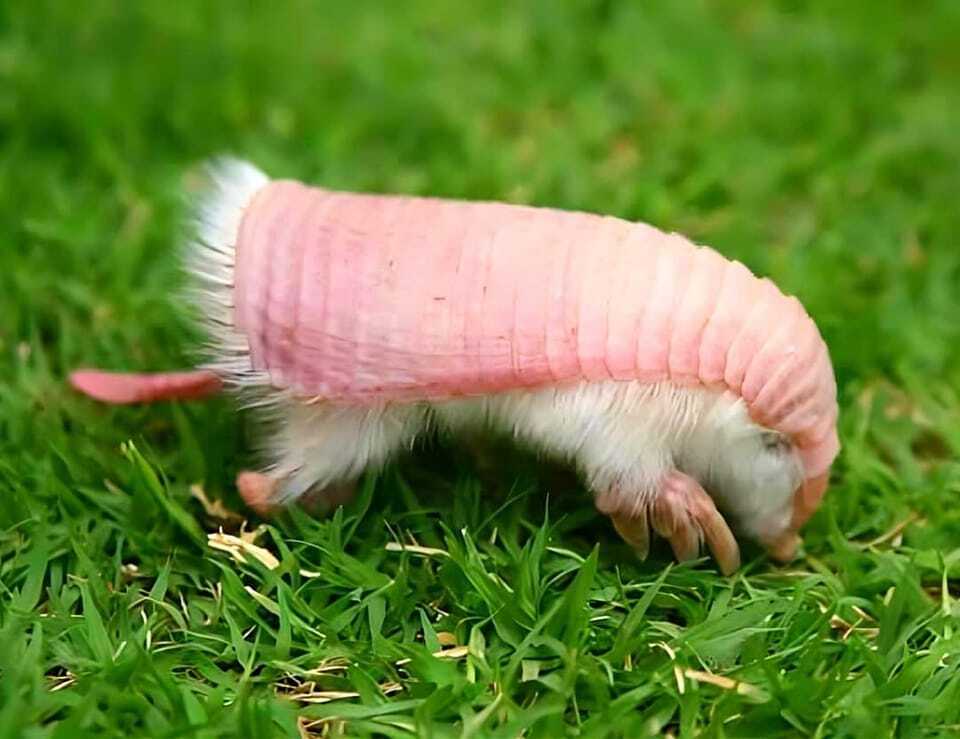 The Pink Fairy Armadillo