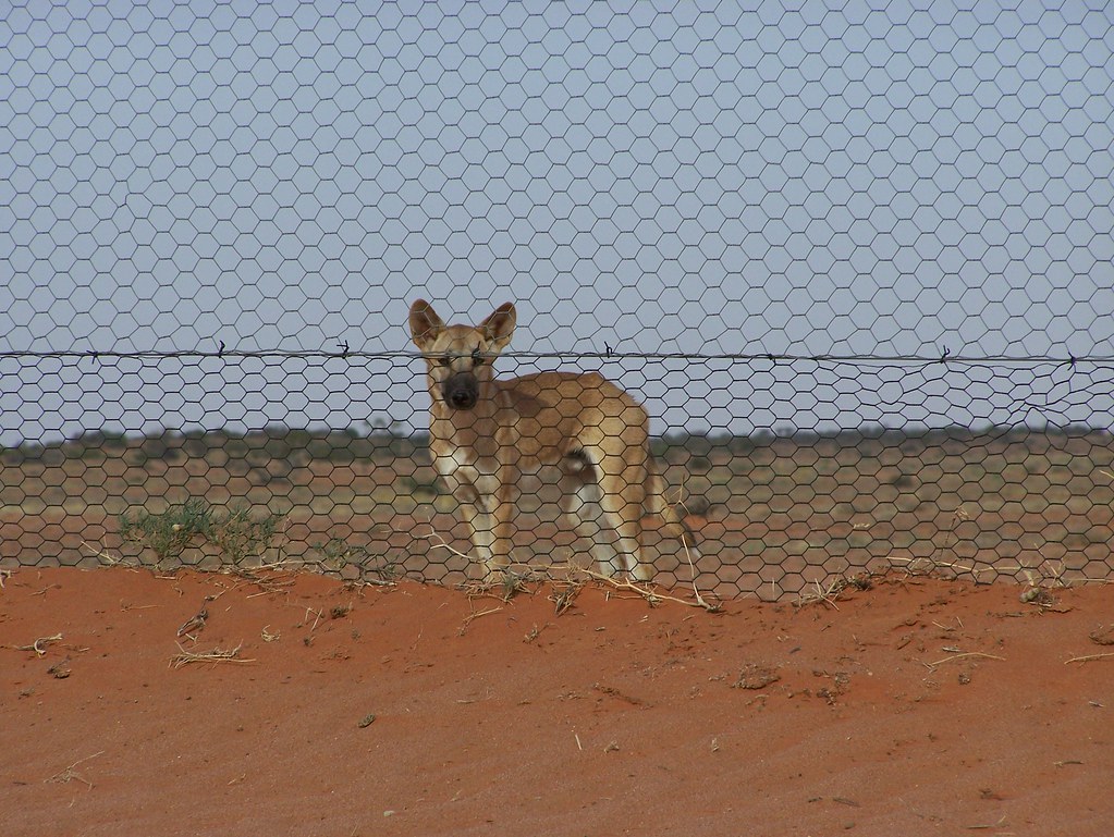 Australia is home to the world’s longest fence