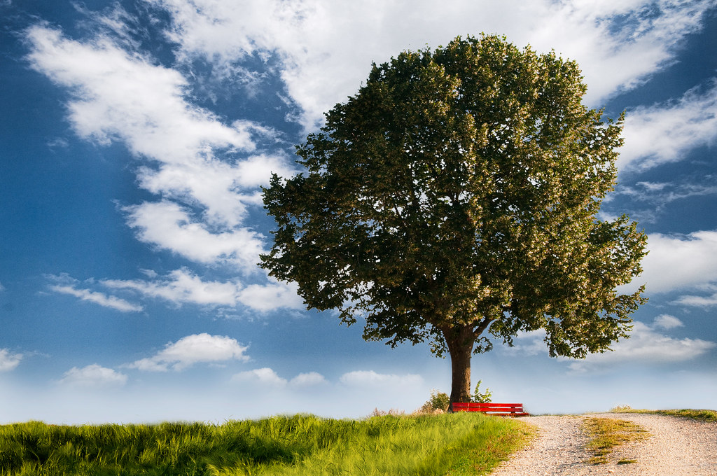 A Tree On Top Of A Tree