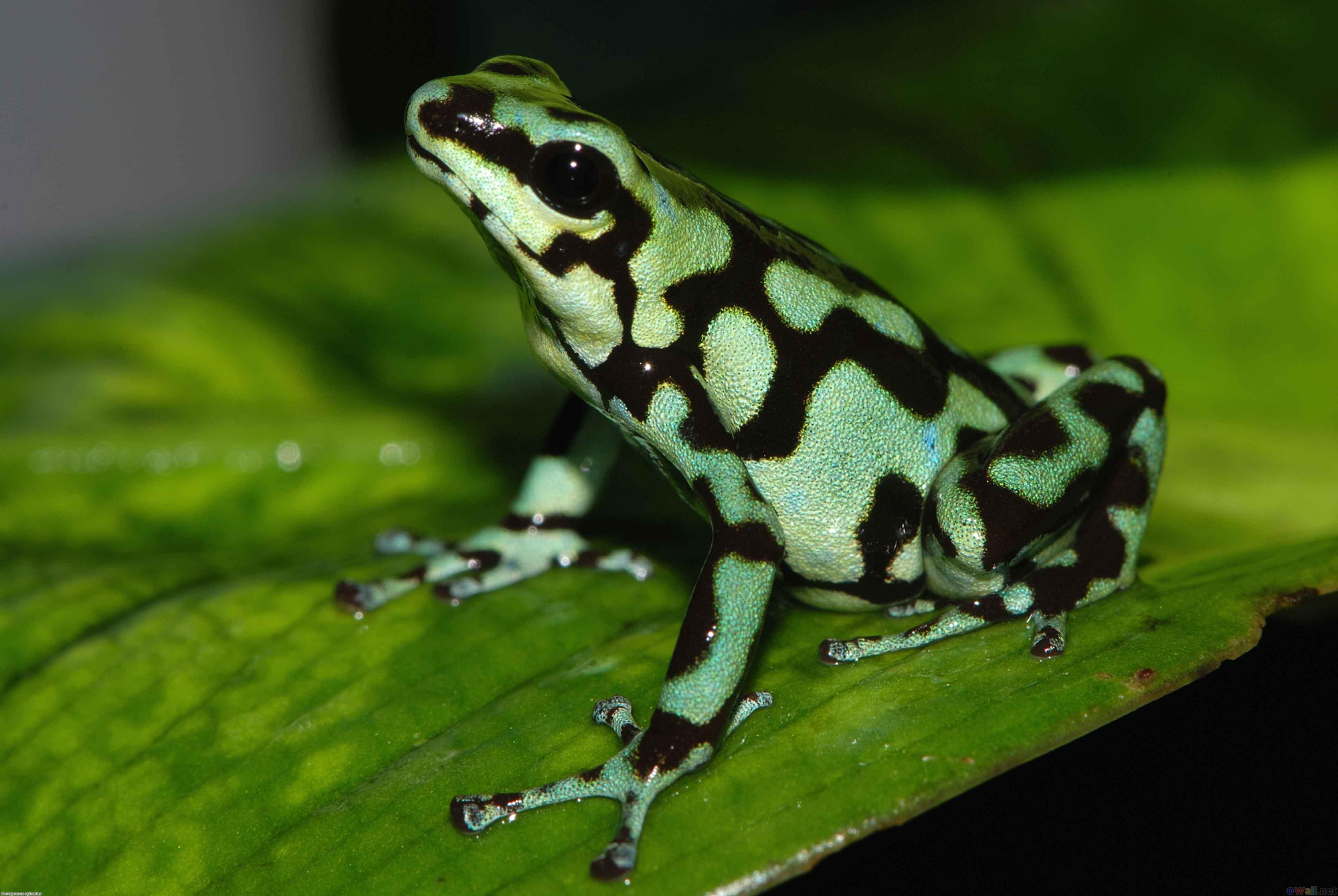 Poison Dart Frog