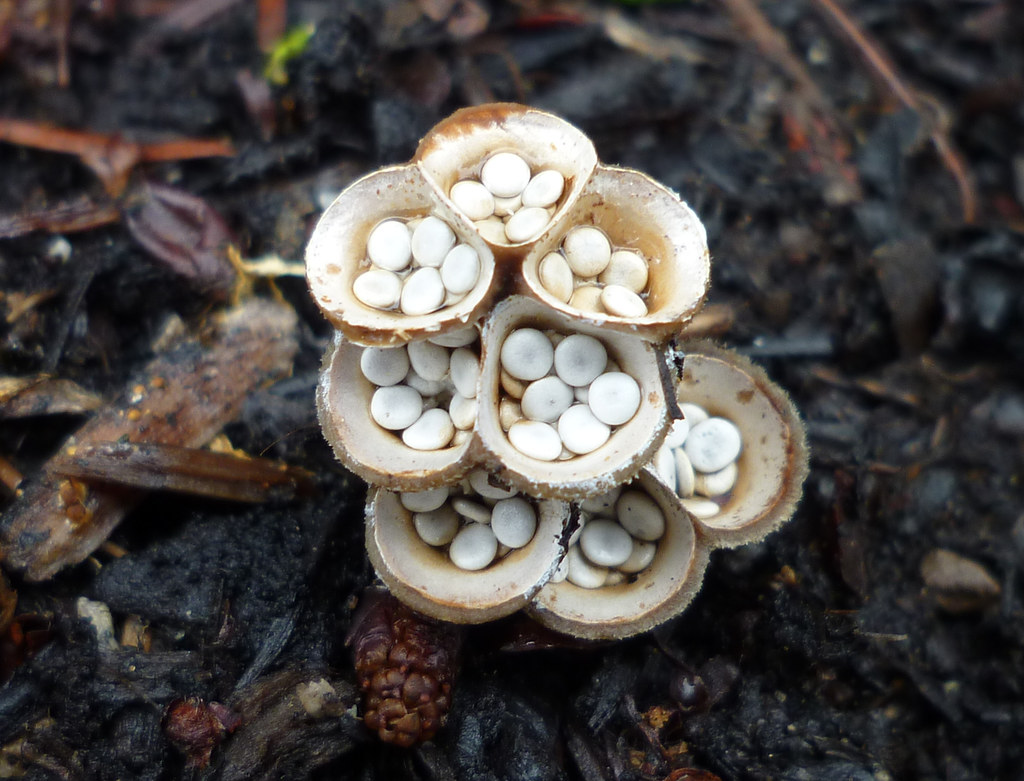Bird’s Nest Fungi (Nidulariaceae)