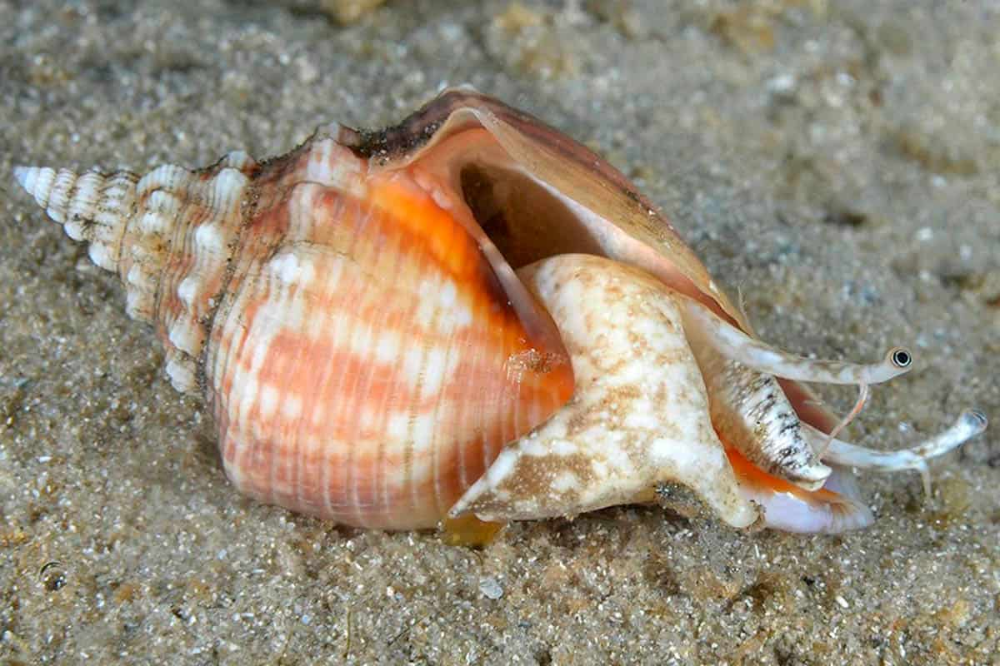 Conch