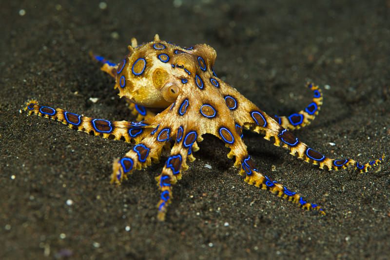 Blue-Ringed Octopus
