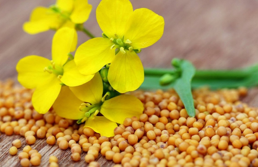 Mustard