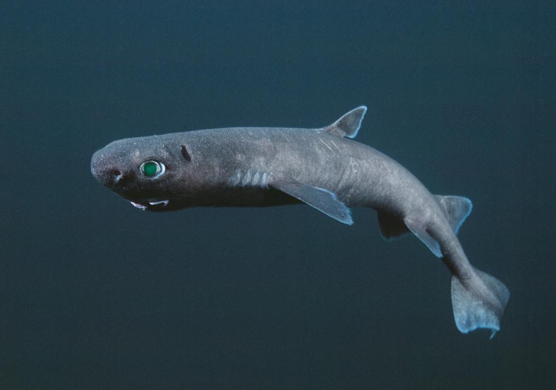 Spined Pygmy Shark