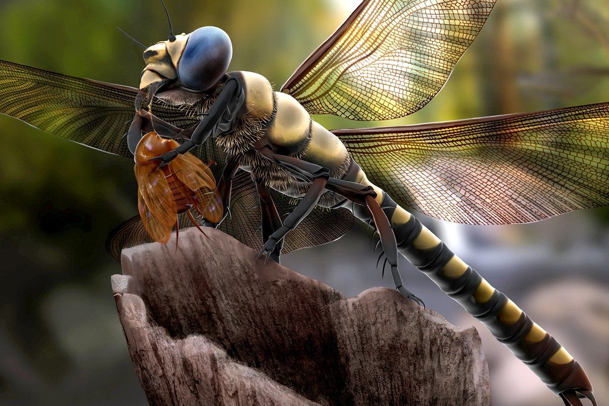 Giant Dragonfly — Meganeuropsis