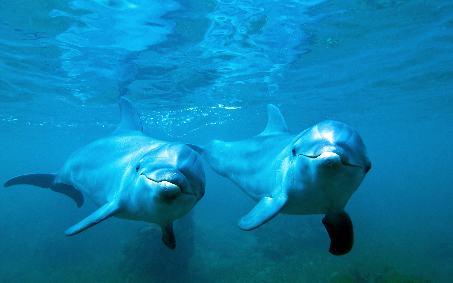 Dolphins can be very aggressive sexual-wise