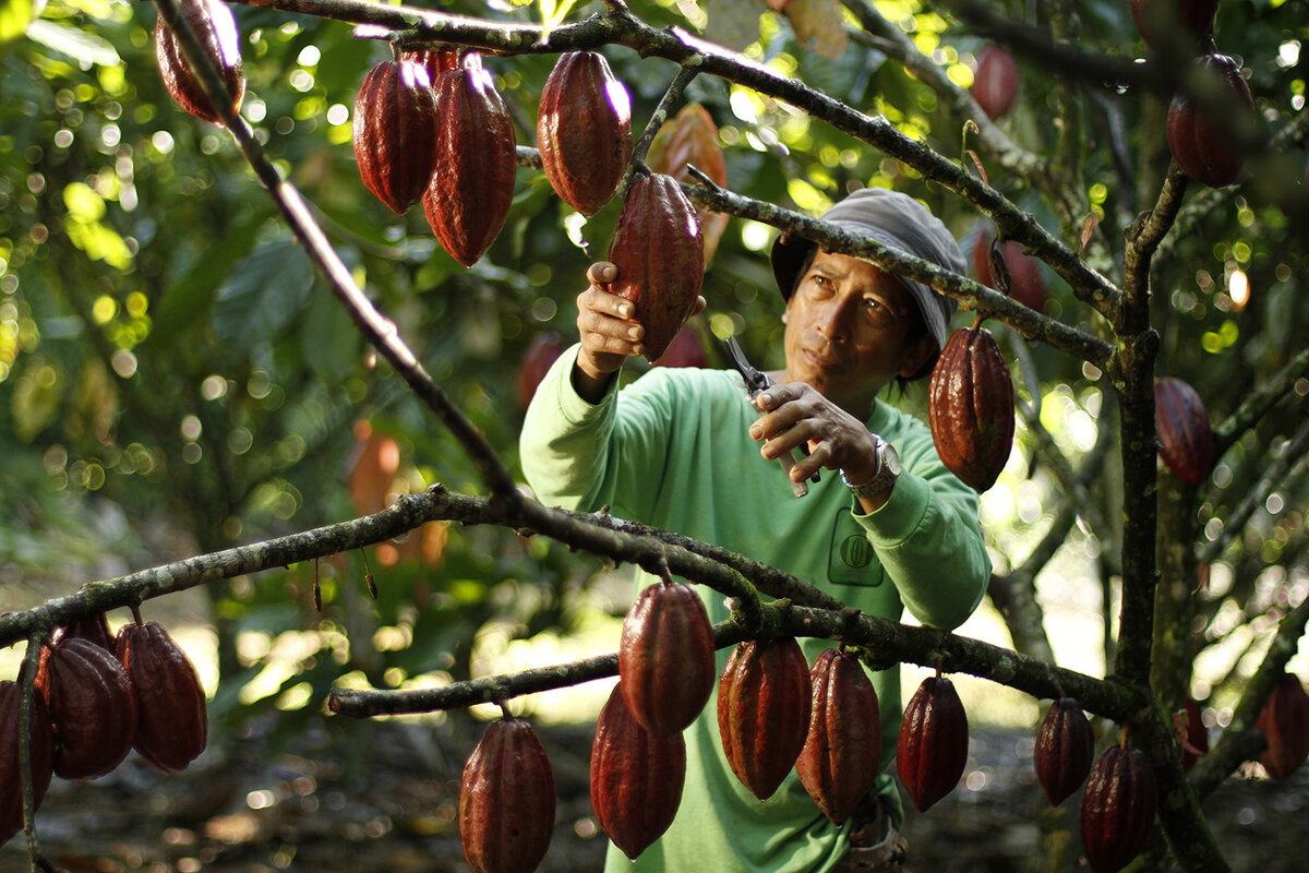 Farmers spend a lot of time nurturing these trees before yields are possible