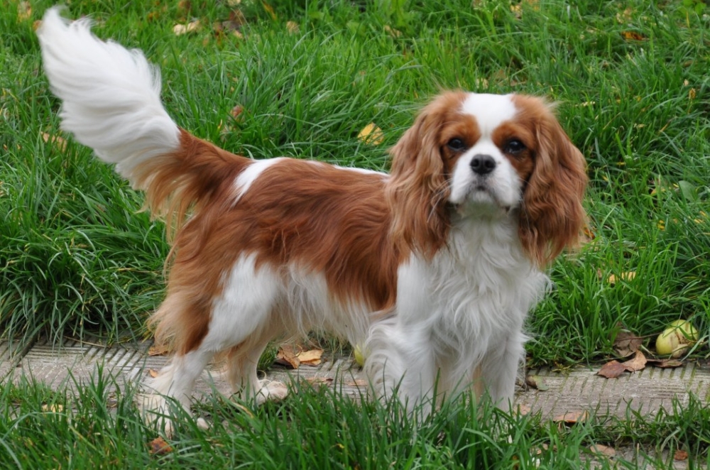 Charles Spaniel