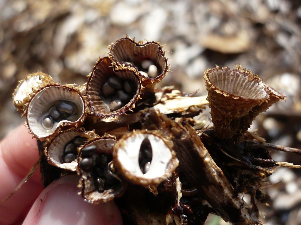 Bird’s Nest Fungi (Nidulariaceae)