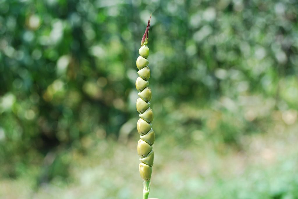 Corn