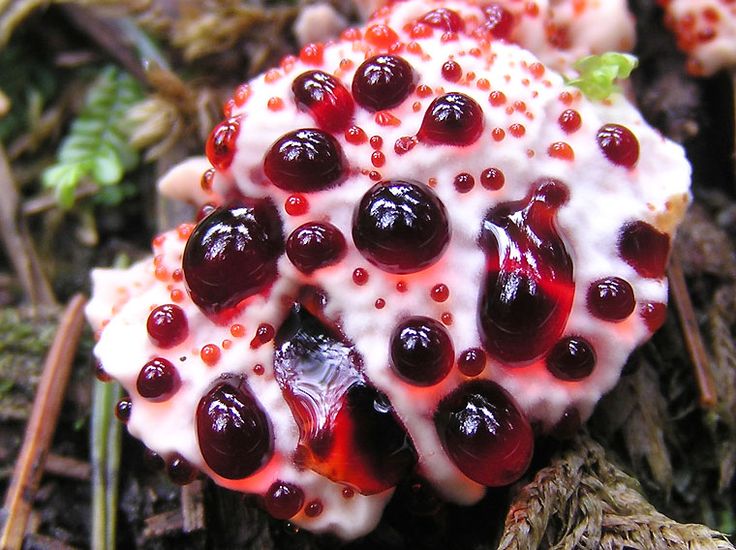 Bleeding Tooth Fungus (Hydnellum peckii)