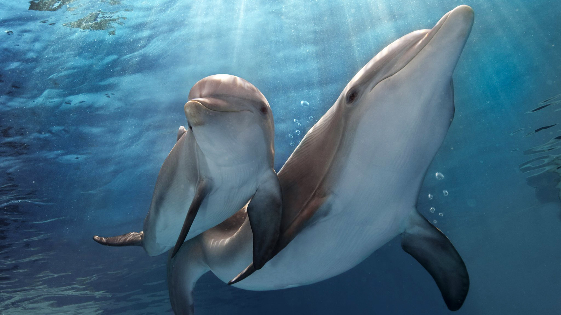 Dolphins often kill their own offspring just so they can mate with their mother!