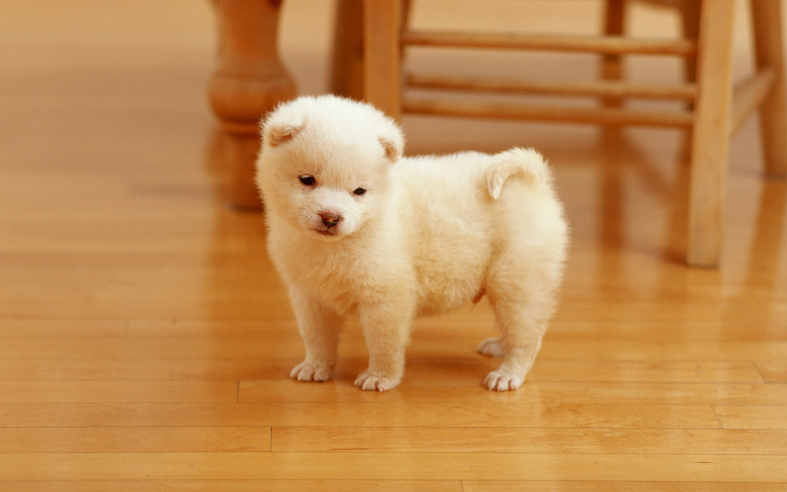 A 1-Year-Old Puppy is as Mature Physically as a 15-Year-Old Human