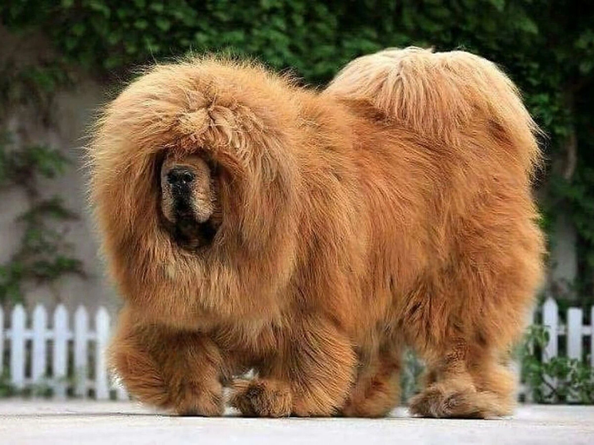 Tibetan Mastiff
