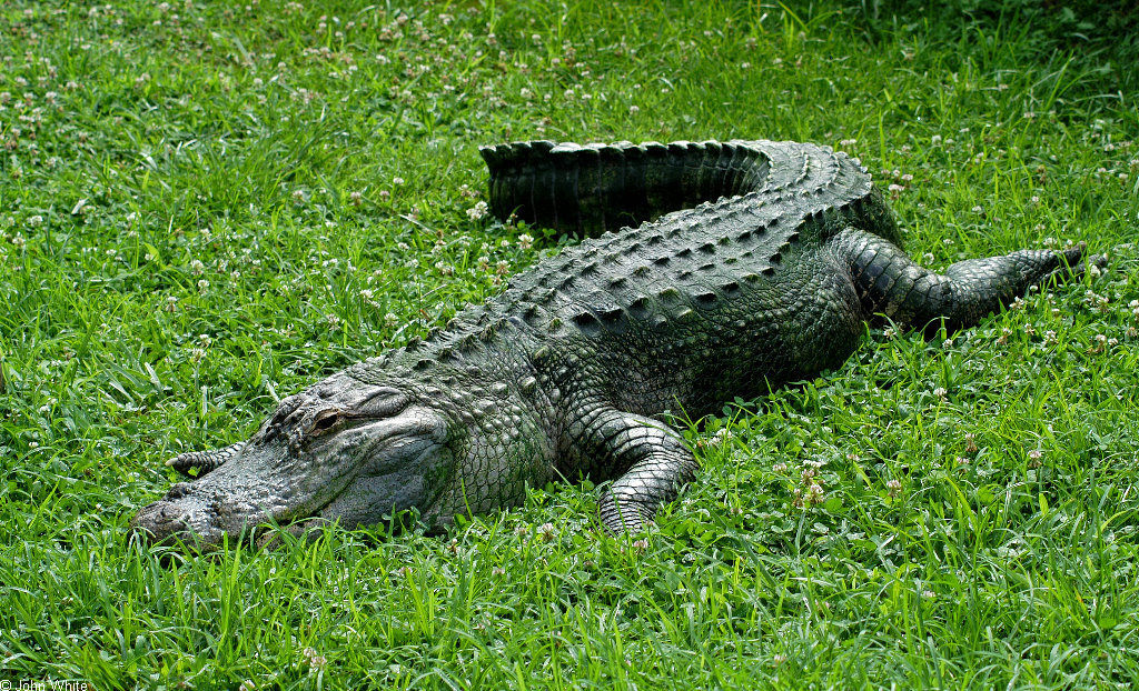 Crocodiles